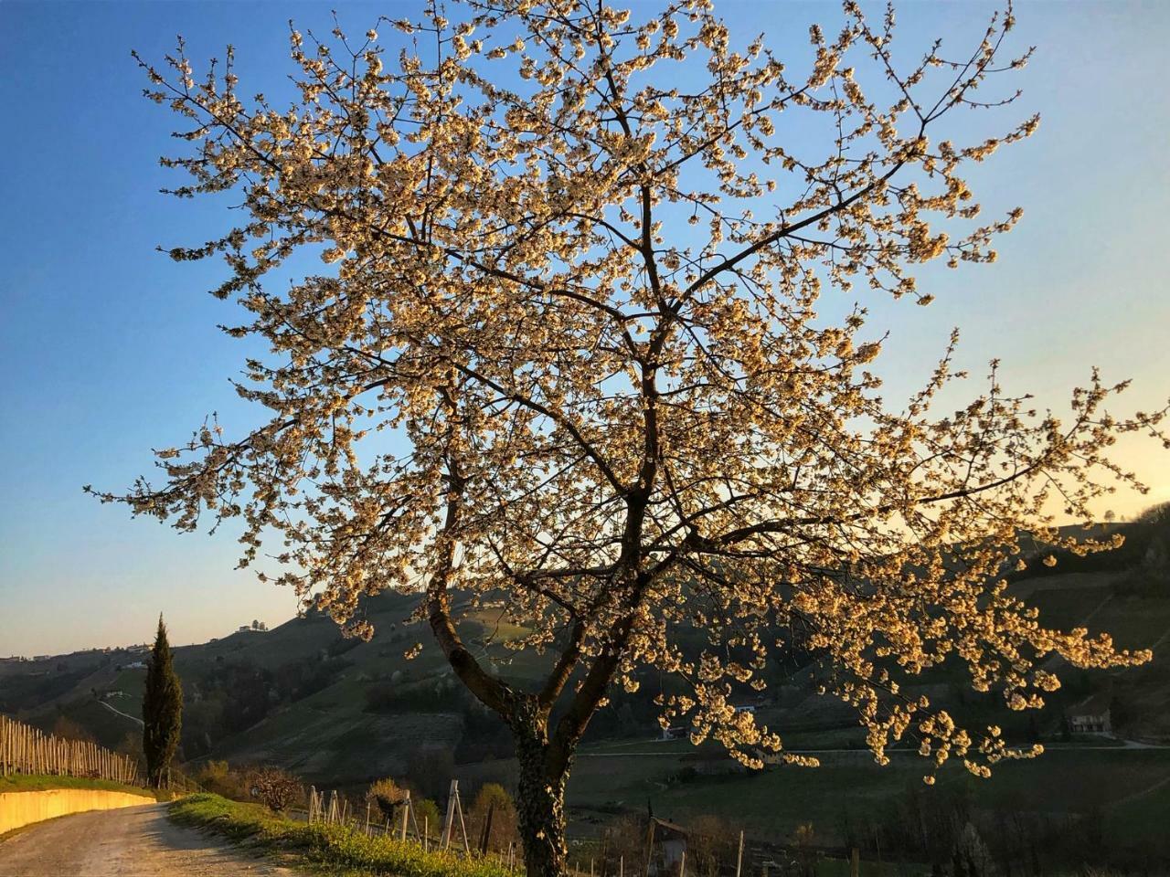 Panoramic Villa Garassino - Country Rooms And Fine Restaurant 特雷伊索 外观 照片